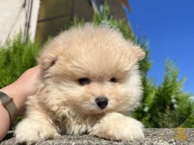 Pomeranian