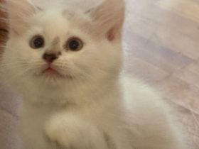Katzenkinder suchen ein liebevolles Zuhause Geboren am: 08.04.2026