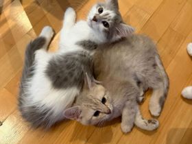 Katzenkinder suchen ein liebevolles Zuhause Geboren am: 04.03.2026