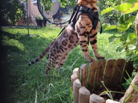 Bengal Deckkater XXL