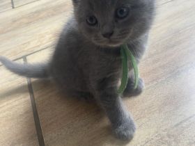 Zuckersüße BKH-Kitten bald auszugsbereit❤️
