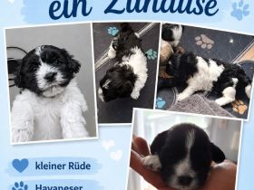 Havaneserwelpe Rüde sucht sein Zuhause