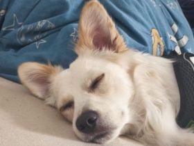 Rüde Simba sucht Liebevolle Familie