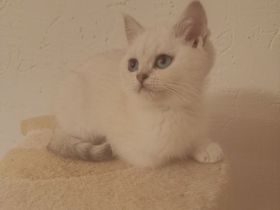 " NOCH 3 " Süße BKH Kitten