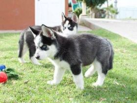 Siberian Husky - Welpen
