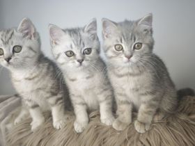 BKH & BLH Kitten in Silver Tabby Spotted, Classic, Blue Silver & Silver-Golden