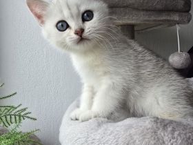 BKH-Kitten Silver Golden Tabby