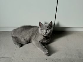 BKH reinrassig, kater jung! Sehr menschenbezogen!