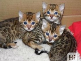 Bengal Katzen
