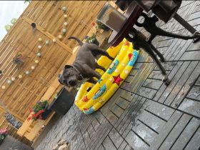 American Bulldog-Weimaraner Mischling