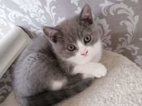 Selkirk Rex  British Kurzhaar Kitten, Katze, Kater n zu verkaufen