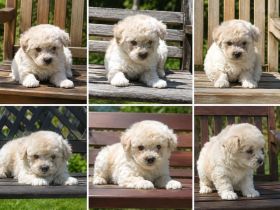 Maltipoo Welpen F1b Maltipoo