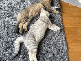 Süße BKH Katzen (suchen dringend ein Zuhause)