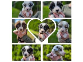 Australian Shepherds, Aussie Welpen