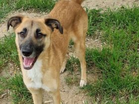 Benny, 07/23 - lebensfroh und liebevoll, wartet auf seine Chance im Leben