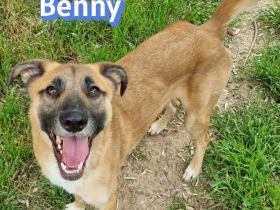 Benny, 07/23 - lebensfroh und liebevoll, wartet auf seine Chance im Leben