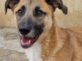 Benny, 07/23 - lebensfroh und liebevoll, wartet auf seine Chance im Leben