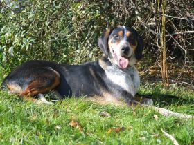 LOUIS, Jagdhund Mischling (kastriert) SGB 590,00 €