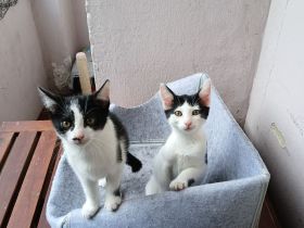 2 kitten Brüder suchen ein Zuhause