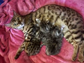 Traumpaarung: Bengal X Maine Coon! 450€‼️ Letzter Wurf‼️‼️‼️Bei Abholung heute oder morgen nur 300€‼