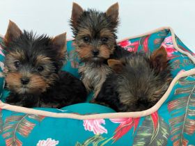 Drei Yorkshire-Terrier-Welpen suchen ihr Für-immer-Zuhause