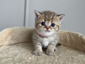 Britische Kurzhaar Kitten