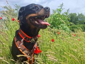 Josy, Rottweiler, geb. 2018, sie ist eine tolle Begleiterin, verschmust, anhänglich, auch als Zweith