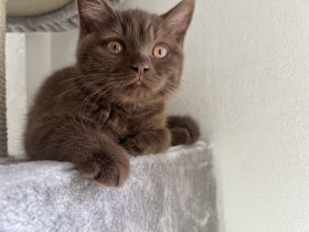 Nur noch ein BKH Katerchen, Kitten in chocolate mit Stammbaum