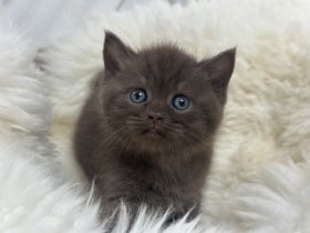 Nur noch ein BKH Katerchen, Kitten in chocolate mit Stammbaum