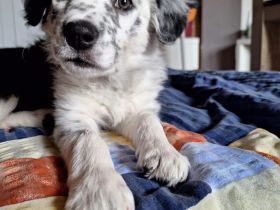 Border Collie Welpe zu verkaufen – Blue