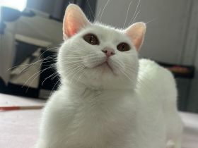 Katze (ca. 1Jahr) dringend Zuhause gesucht