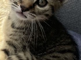 2 weibliche Babykitten suchen ein liebevolles Zuhause
