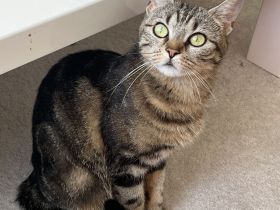 Schweren Herzens: Verschmuste 2-jährige Katze sucht liebevolles Zuhause