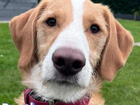 Beethoven, 10/25 - sportlicher Herzenshund sucht sein Für-immer-Zuhause