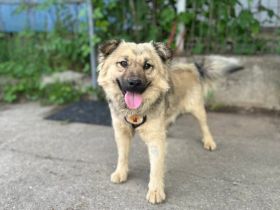 Kuschelhund Barnes sucht seine Menschen