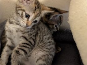 Kitten von Lilly und Finn