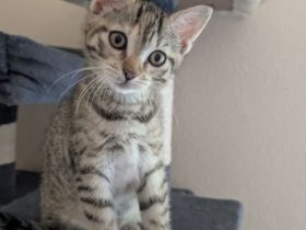 Kitten von Lilly und Finn