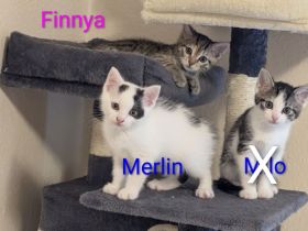 Kitten von Lilly und Finn