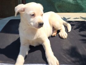 Labby Mix Simba