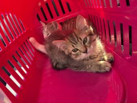 Mischlingskitten jungen geb. 04.03.26