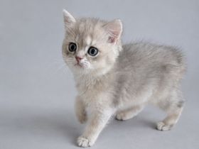 Bkh britisch kurzhaar Kater Kitten blue golden shaded mit Stammbaum