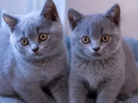 BKH Kitten reinrassig zuckersüß