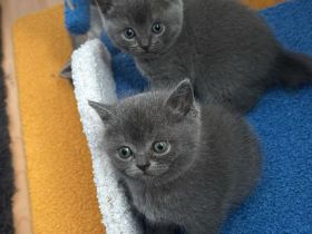 BKH Kitten reinrassig