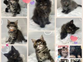 Zauberhafte reinrassige Maine Coon Kitten