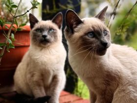 2 Siam katzen