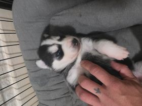 Wunder schöne Husky Welpen zum verkaufen