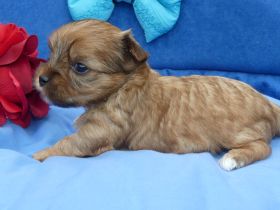 Yorkshire Terrier Welpen