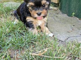 Yorkshire Terrier Welpen