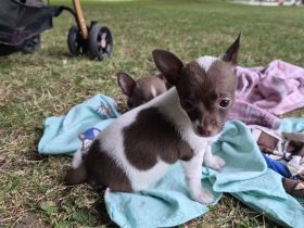 ❤️ Drei einzigartige Chihuahua-Pinscher-Welpen suchen ihr Für-immer-Zuhause