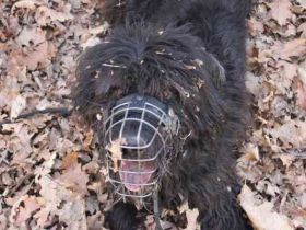 Lucky, Riesenschnauzer-Wachtel-Mix, geb. 2018, su. Menschen mit Rasseerfahrung und Kompetenz